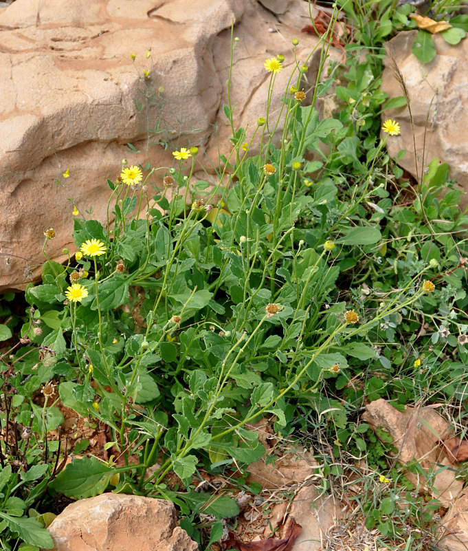 Image of Pulicaria diversifolia specimen.