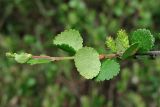 Betula nana