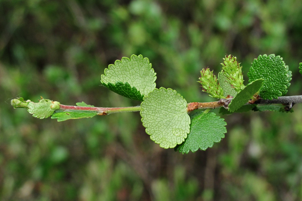 Изображение особи Betula nana.