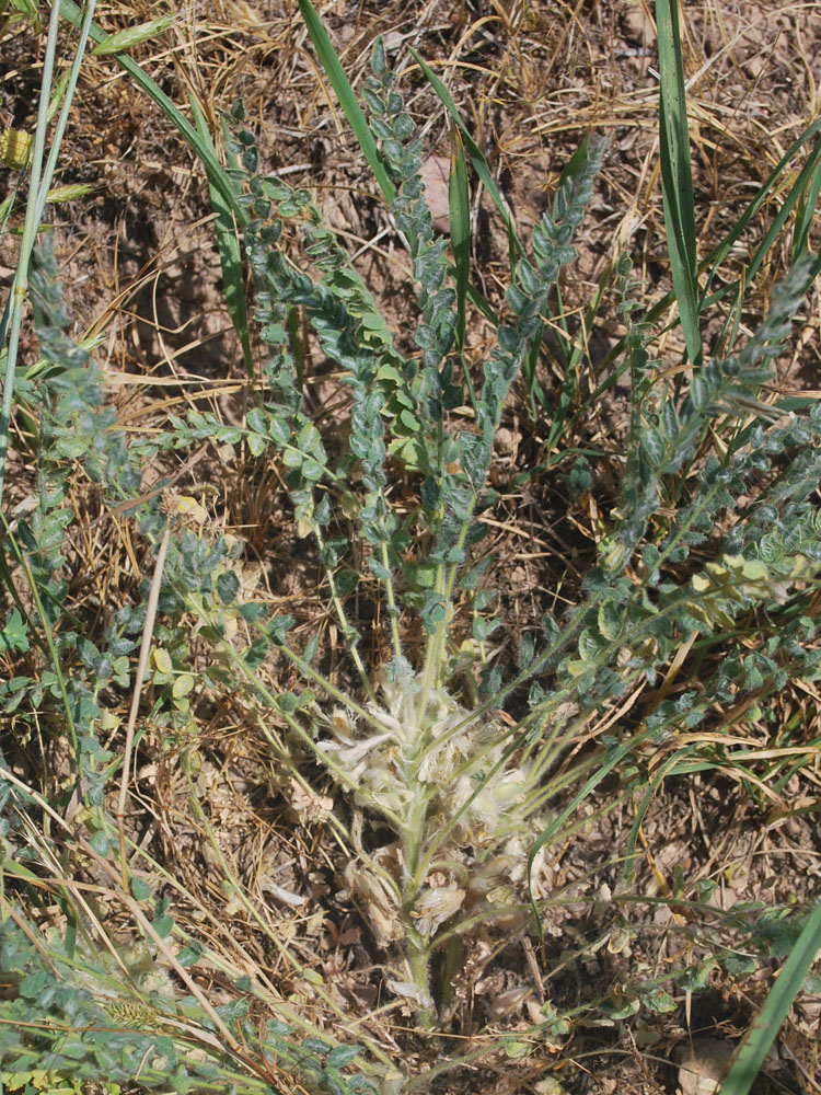 Image of Astragalus mucidus specimen.