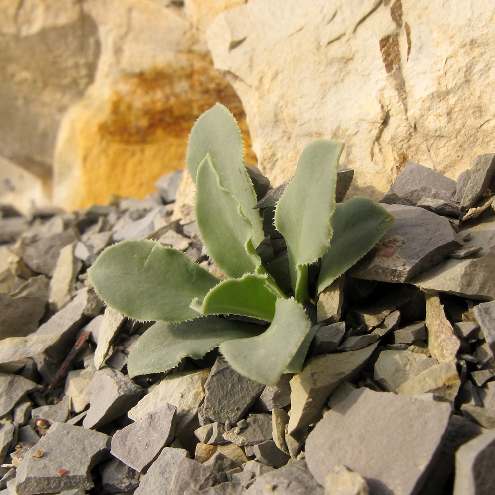 Image of Oberna crispata specimen.