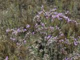 Limonium sareptanum. Часть соцветия. Саратовская обл., Саратовский р-н, в верхней части склона долины мелкой речки. 13 августа 2011 г.