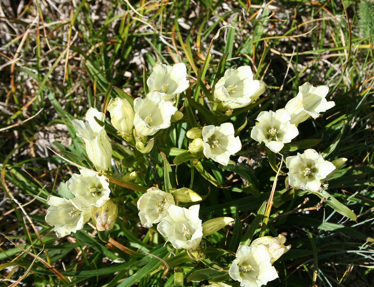 Изображение особи Gentiana algida.