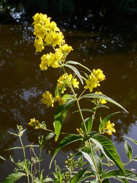 Image of Lysimachia vulgaris specimen.