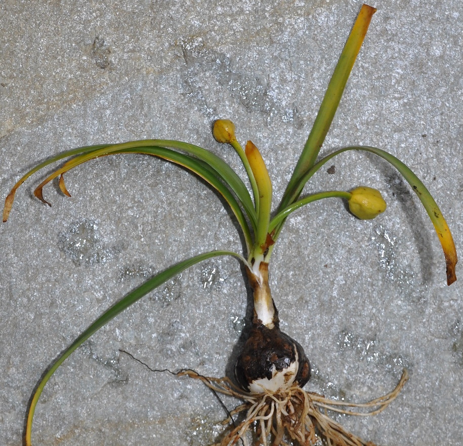 Image of Sternbergia lutea specimen.