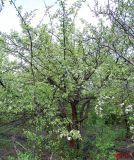 Malus sylvestris