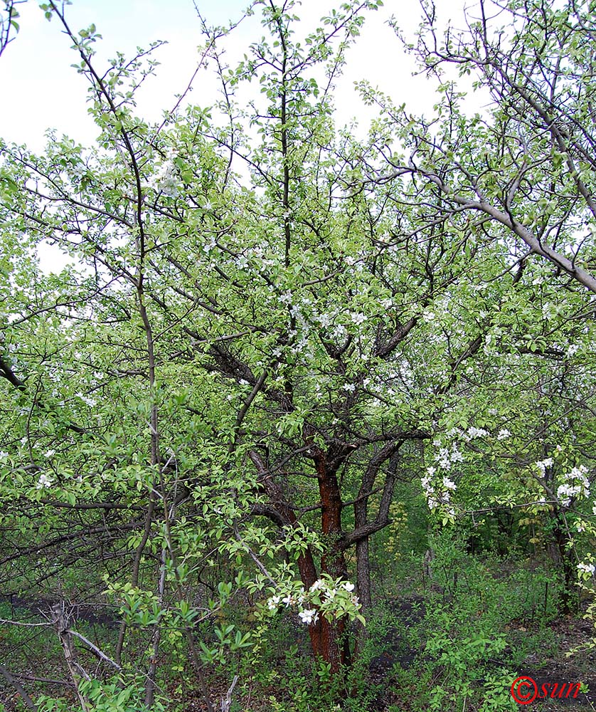 Изображение особи Malus sylvestris.