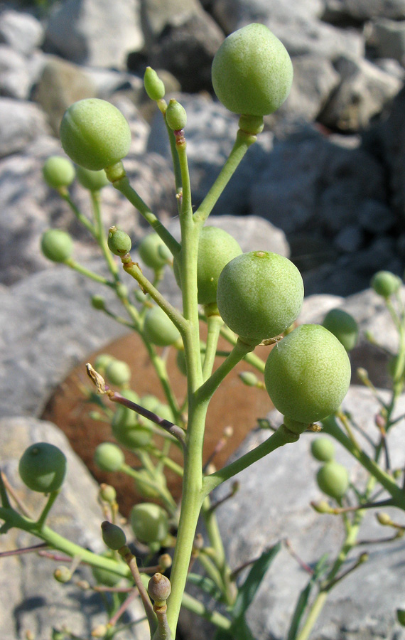 Image of Crambe maritima specimen.