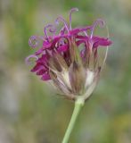 Dianthus cruentus