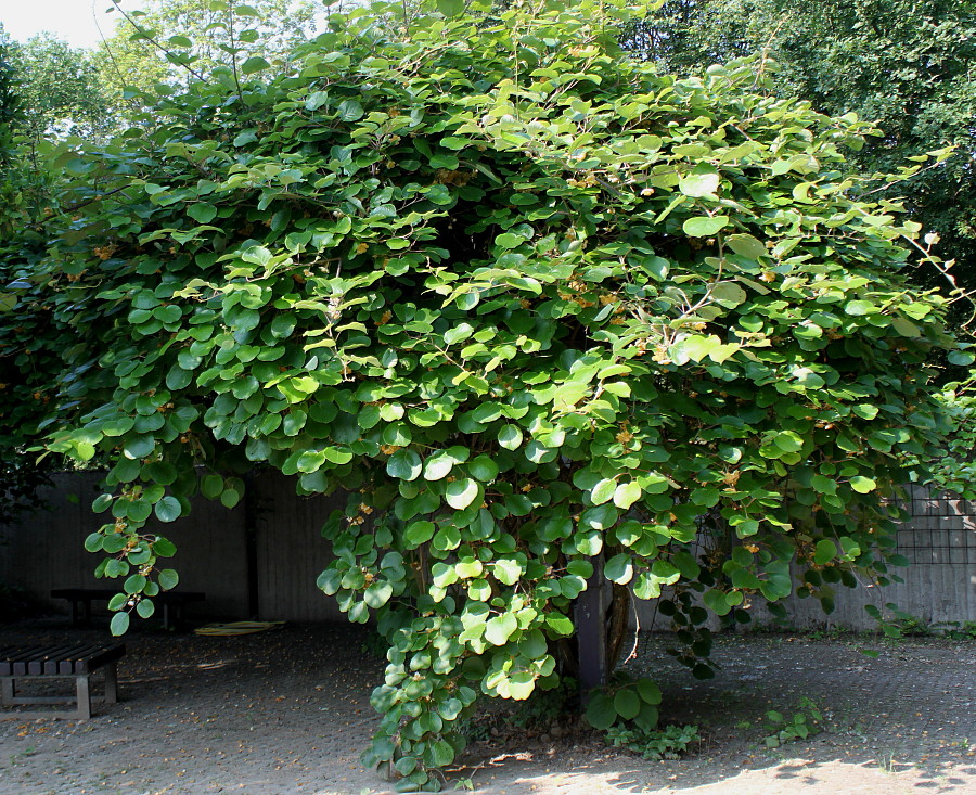 Image of Actinidia chinensis var. deliciosa specimen.