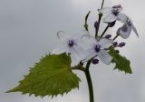 Lunaria rediviva