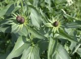 Rudbeckia occidentalis