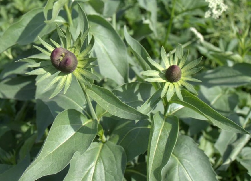 Image of Rudbeckia occidentalis specimen.