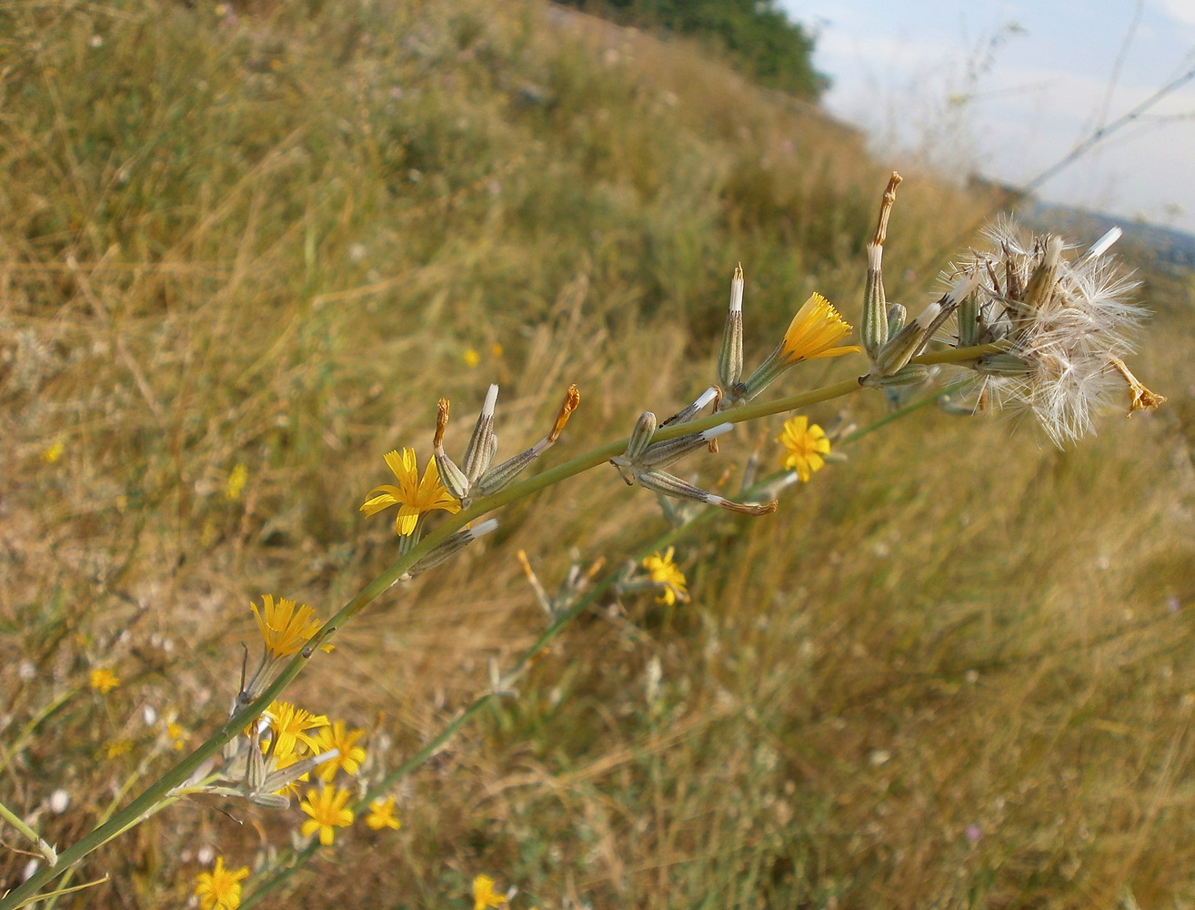 Изображение особи Chondrilla juncea.