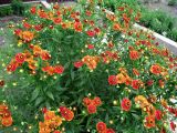 Helenium autumnale