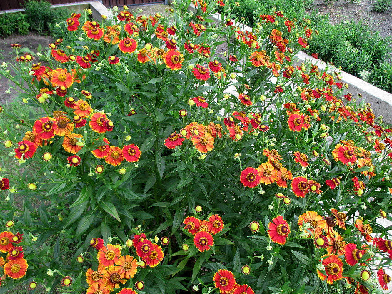 Image of Helenium autumnale specimen.