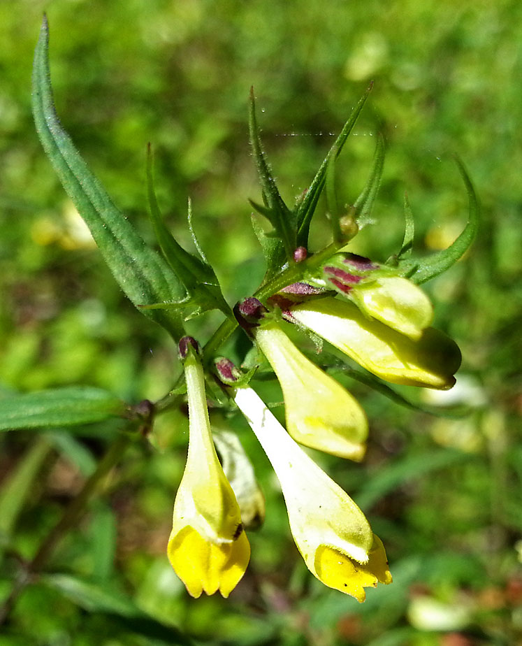 Image of Melampyrum pratense specimen.