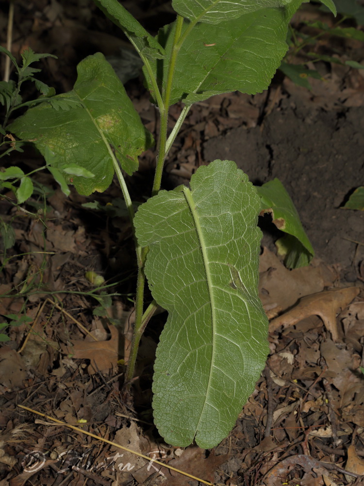 Изображение особи Verbascum nigrum.