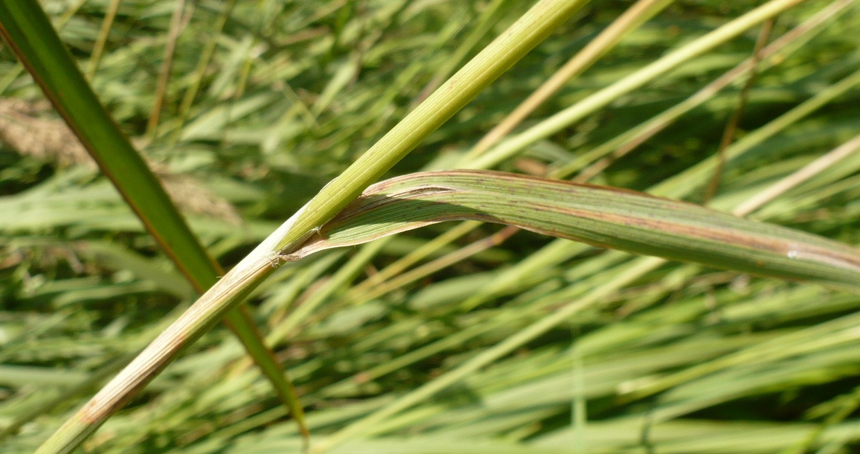 Изображение особи Calamagrostis epigeios.