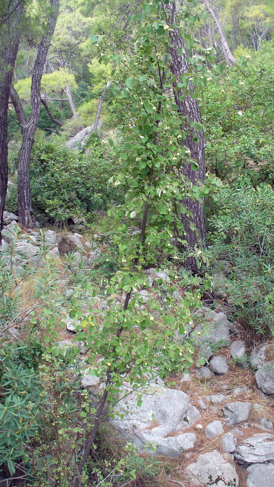 Image of Styrax officinalis specimen.