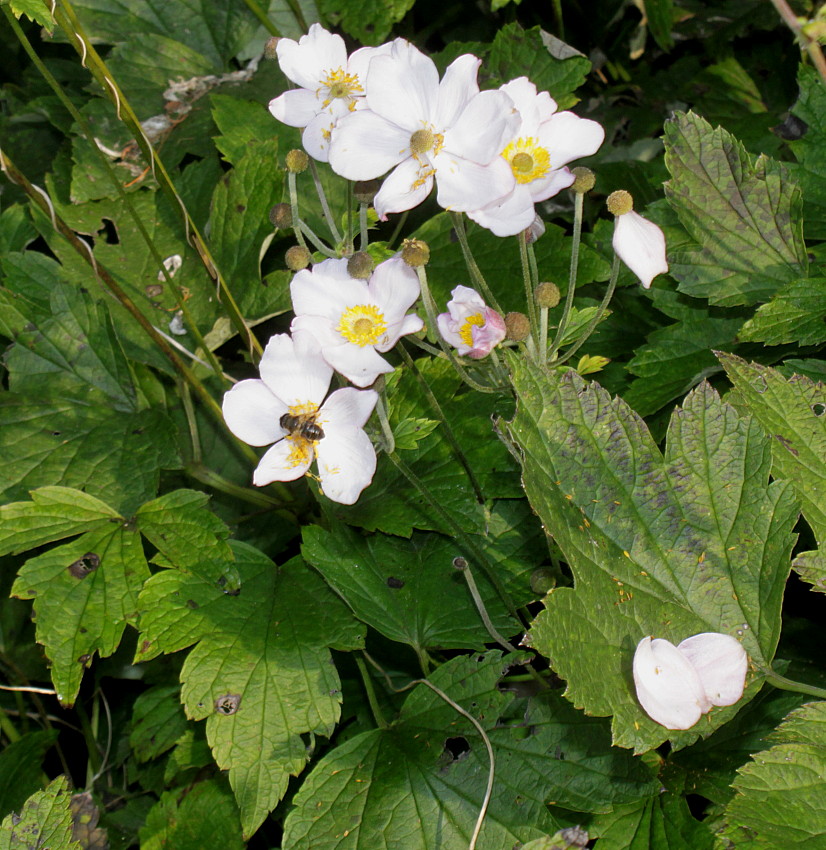 Изображение особи Anemone hupehensis.