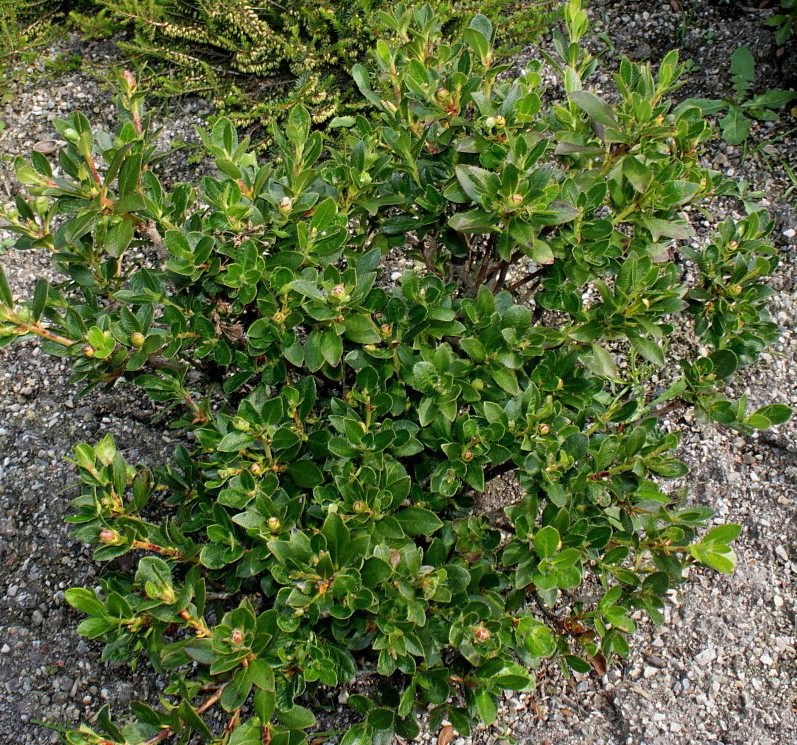 Image of Rhododendron hirsutum specimen.