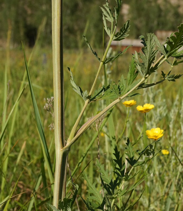 Image of Seseli libanotis specimen.