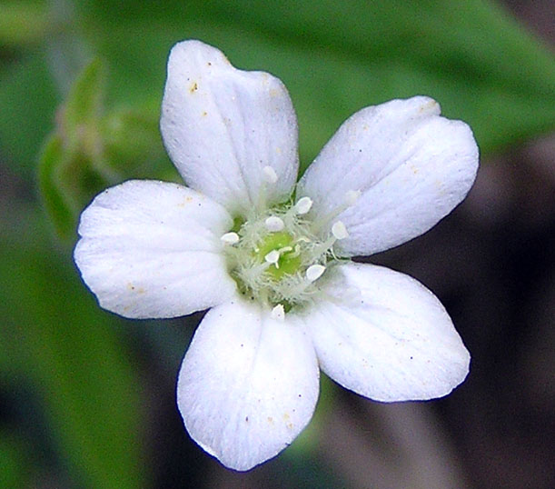 Image of Moehringia lateriflora specimen.
