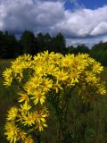 Senecio jacobaea