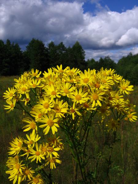 Image of Senecio jacobaea specimen.