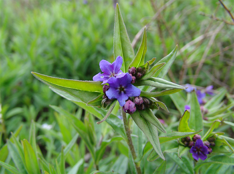 Image of Aegonychon purpureocaeruleum specimen.
