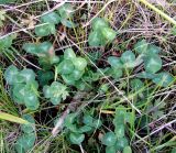 Trifolium pratense