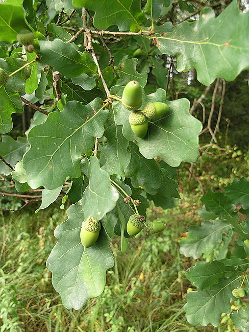 Image of Quercus robur specimen.