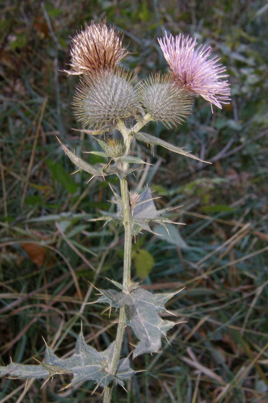 Image of Cirsium laniflorum specimen.