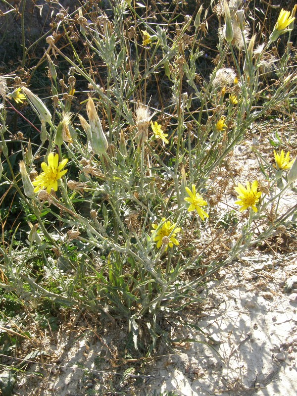 Изображение особи Tragopogon elatior.