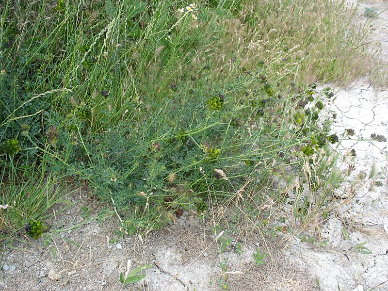 Изображение особи Medicago × varia.