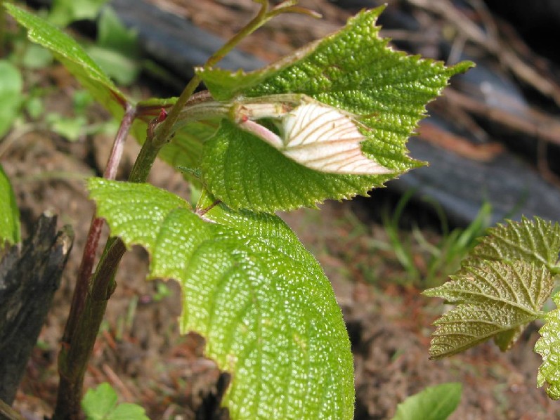 Изображение особи Vitis coignetiae.