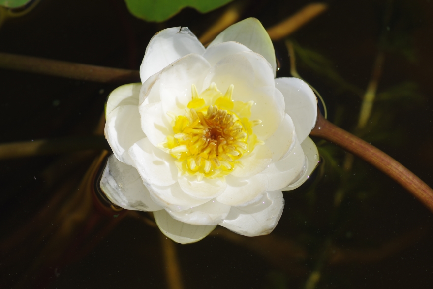 Image of Nymphaea candida specimen.