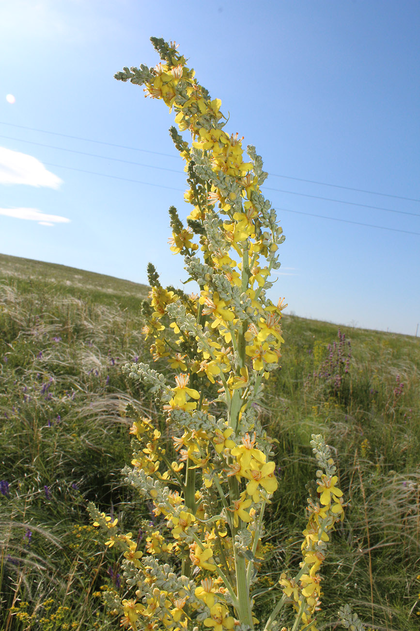 Изображение особи Verbascum lychnitis.