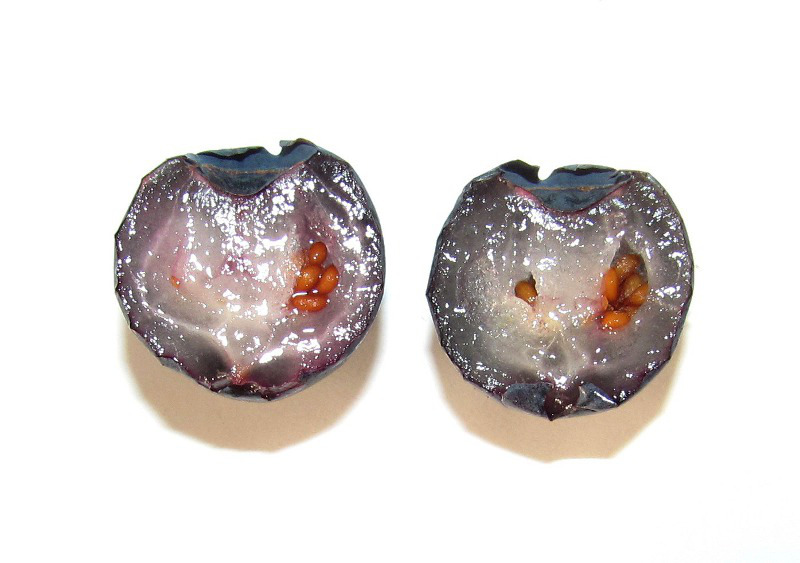 Image of Vaccinium uliginosum specimen.