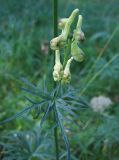 Aconitum barbatum