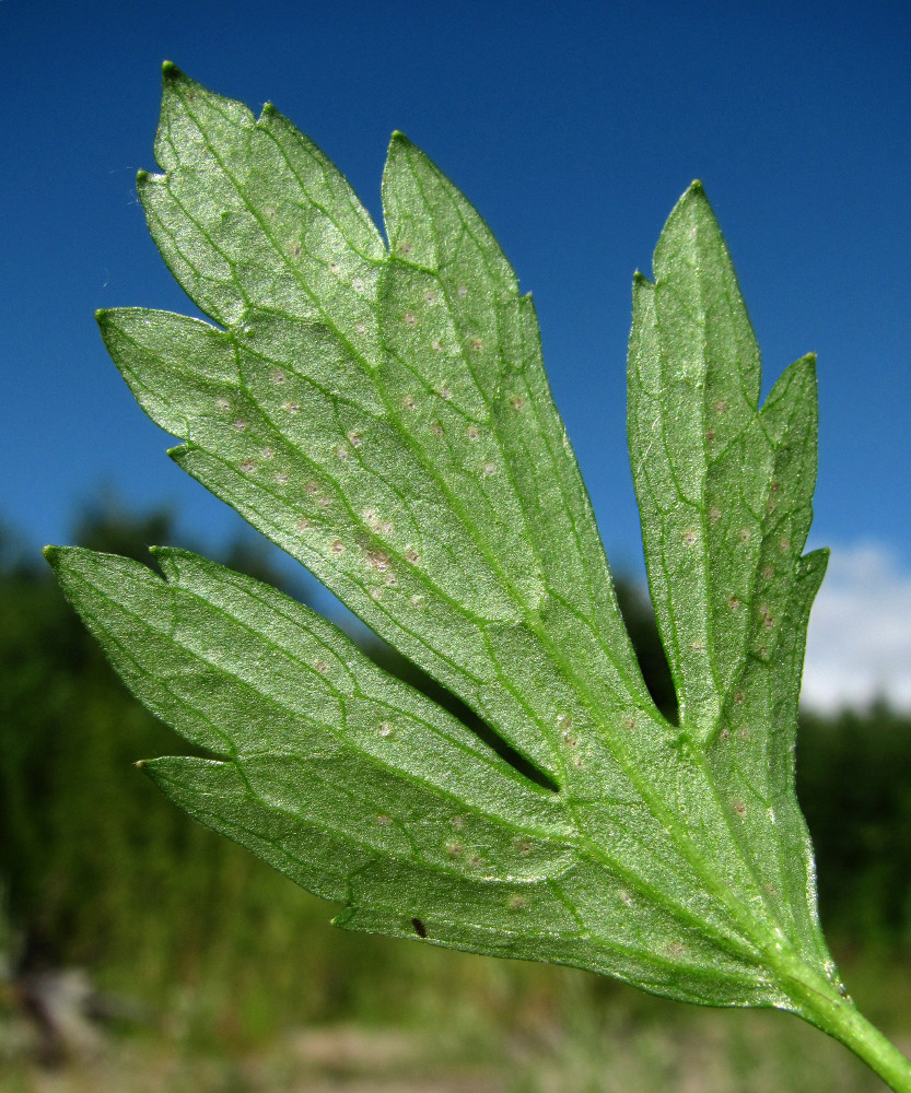 Image of Ranunculus repens specimen.