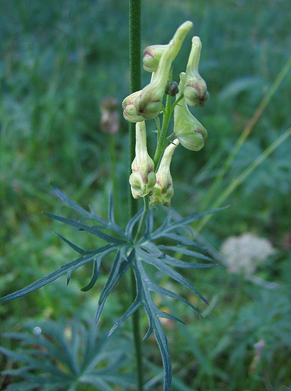 Изображение особи Aconitum barbatum.