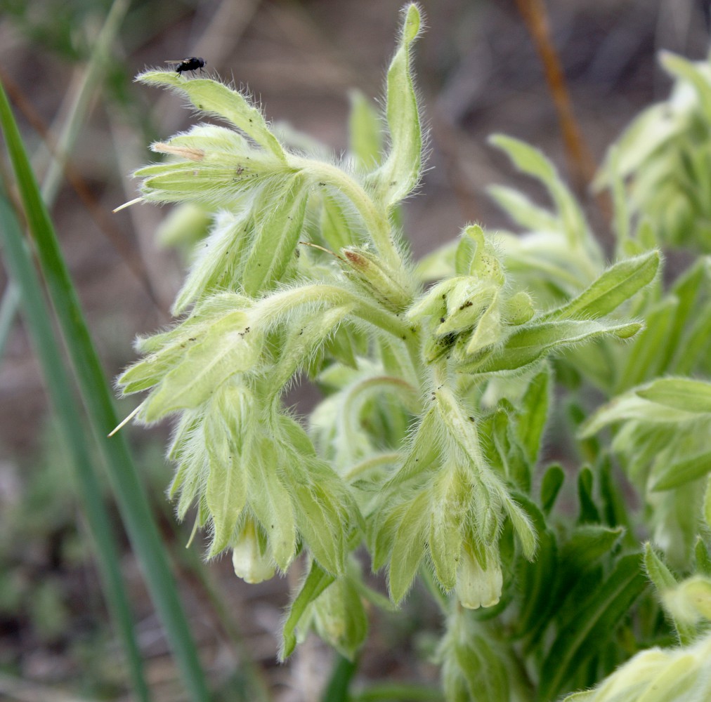 Image of Onosma gmelinii specimen.