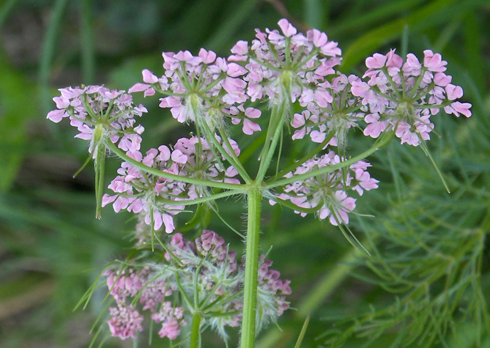 Изображение особи Chaerophyllum millefolium.