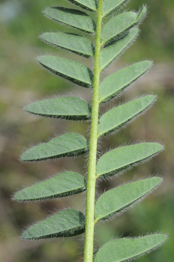 Изображение особи Astragalus chlorodontus.