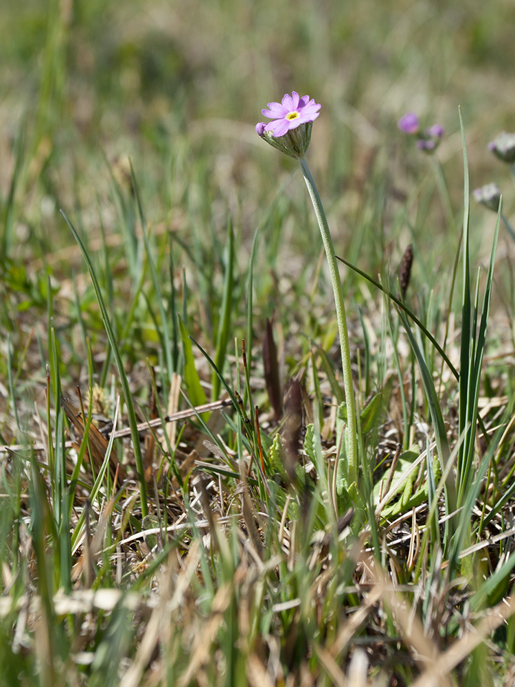 Изображение особи Primula farinosa.