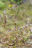 Erysimum hieraciifolium. Цветущее растение. Кольский п-ов, Кандалакшский берег Белого моря, каменистая коса. 24.06.2015.