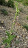 Epipactis helleborine. Цветущее растение. Крым, окр. Феодосии, гора Эчкидаг, каменистая осыпь в дубовом шибляке. 17 июня 2015 г.