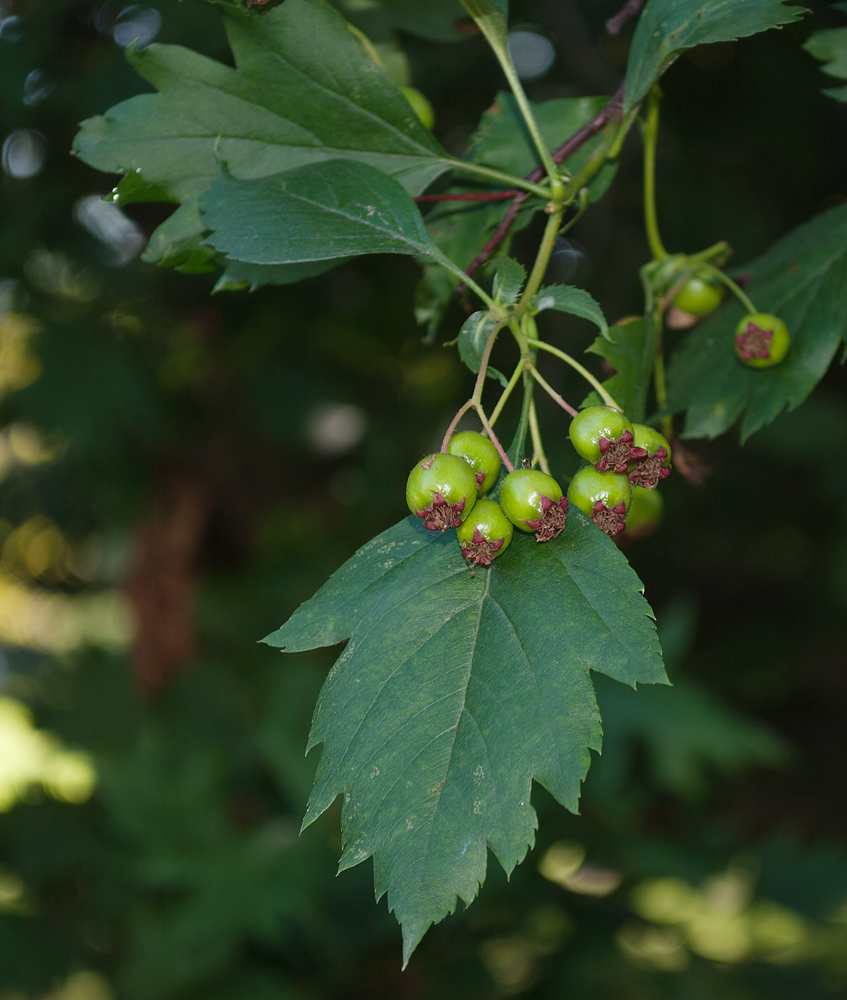 Image of Crataegus almaatensis specimen.